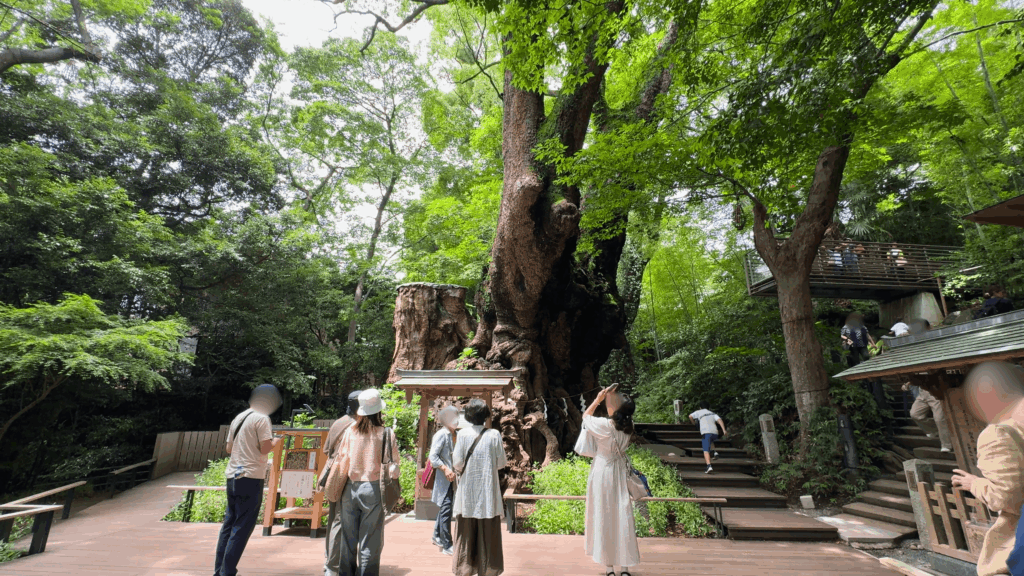 來宮神社の御神木
