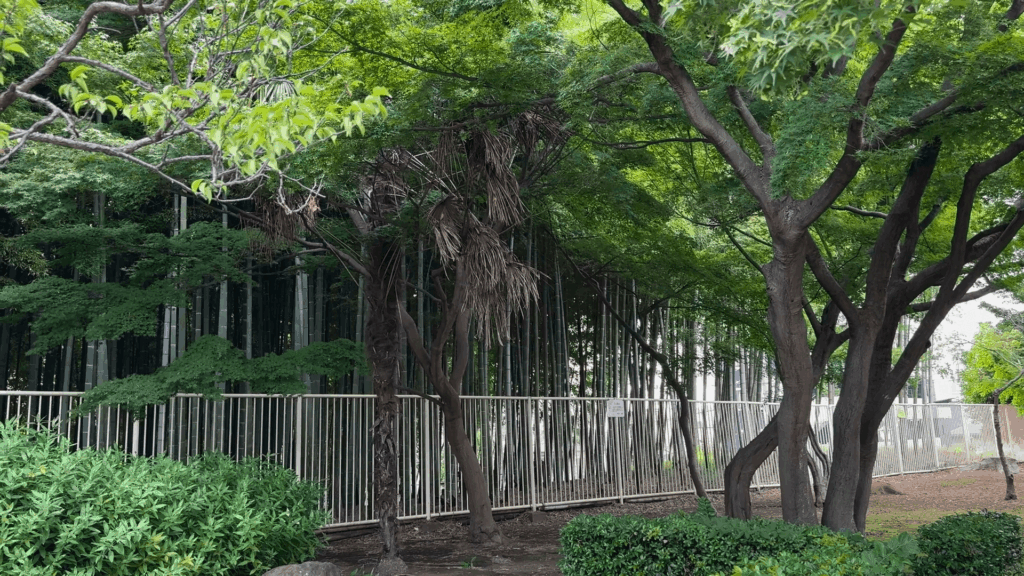 円行公園の竹林