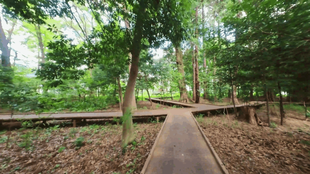 宇都宮記念公園みどりの森