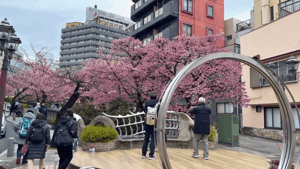 糸川遊歩道のあたみ桜