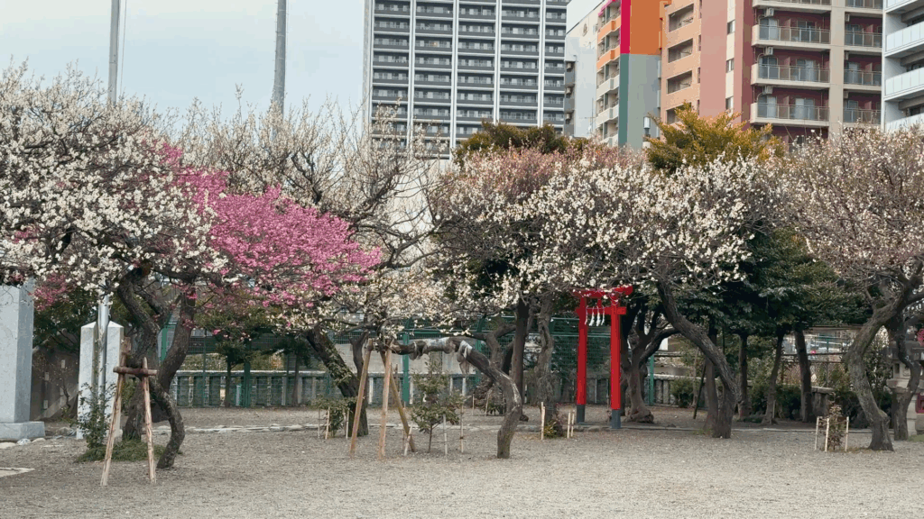 町田天満宮の梅