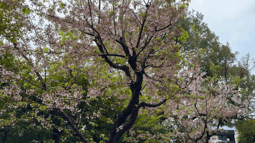 瀬戸神社の玉縄桜