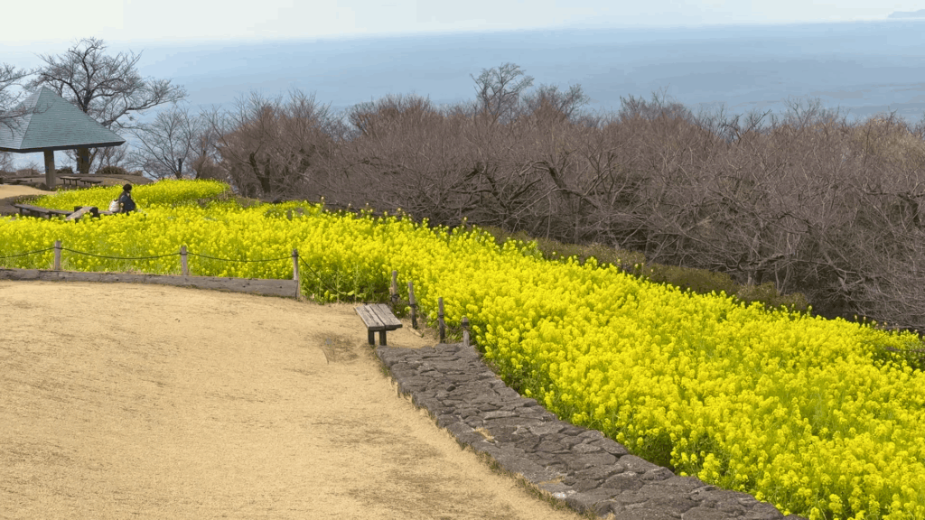 吾妻山公園の菜の花畑