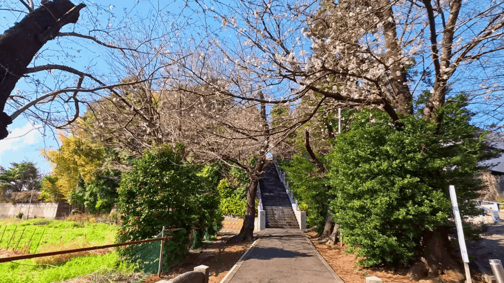 驚神社の参道の桜