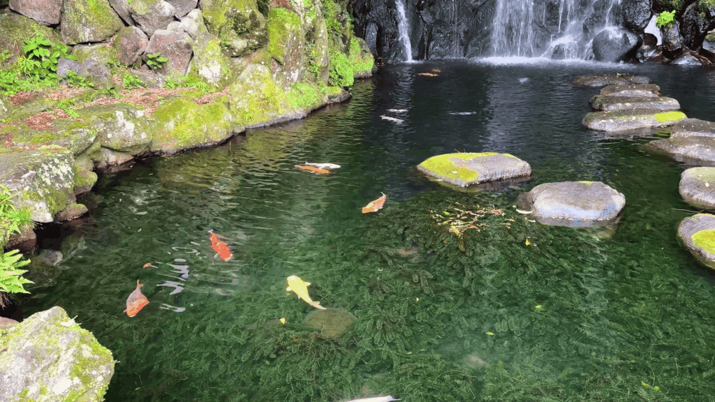 飛烟の瀧の鯉