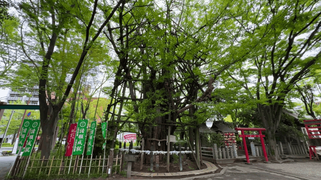 稲毛神社の大銀杏