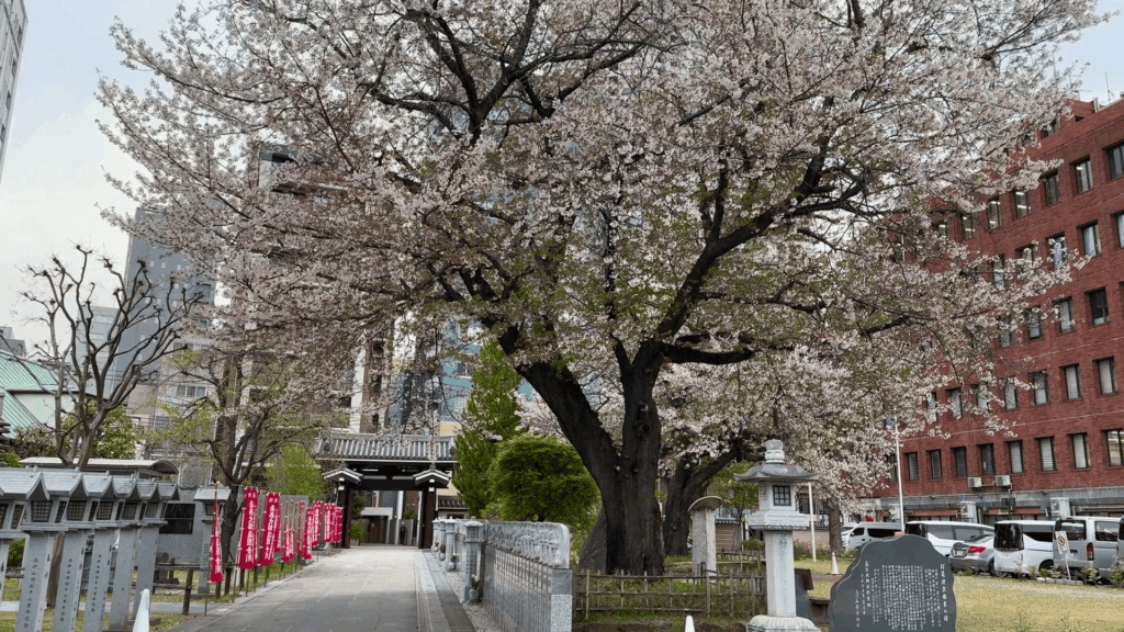 高野山東京別院の桜