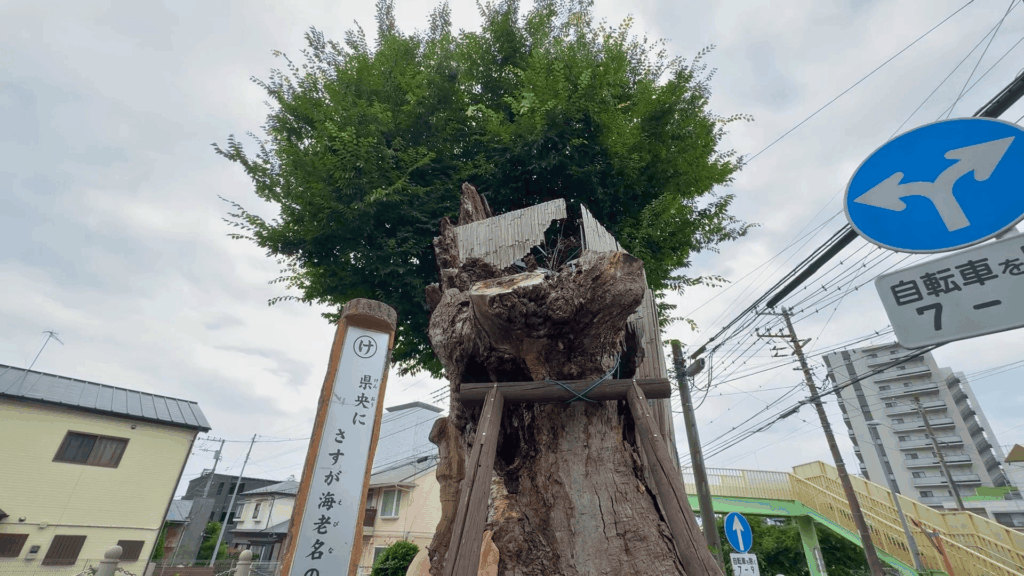 海老名の大ケヤキ
