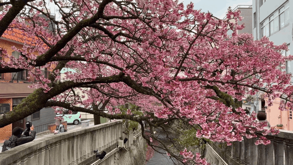 1月の糸川遊歩道