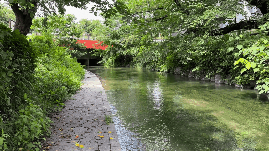 二ヶ領用水を下から眺めた所