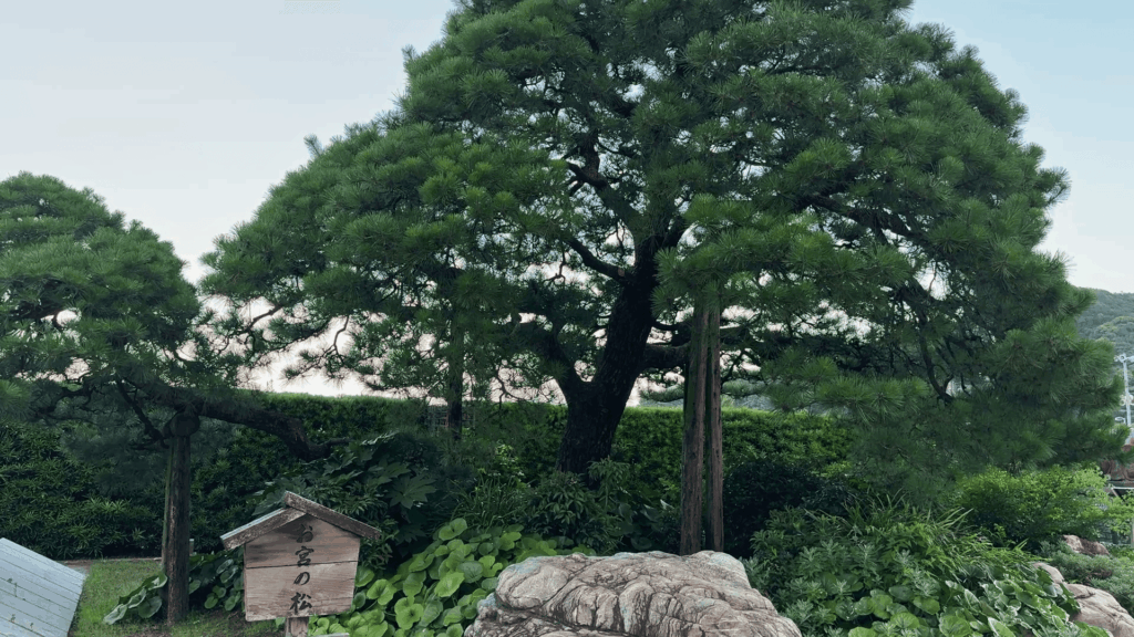お宮の松