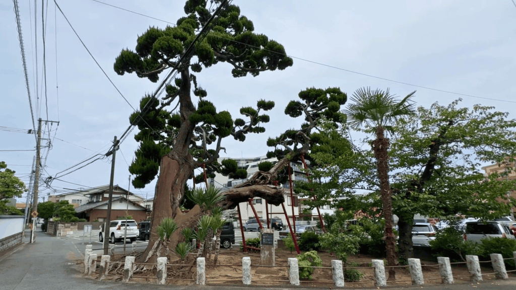 杉田のビャクシン